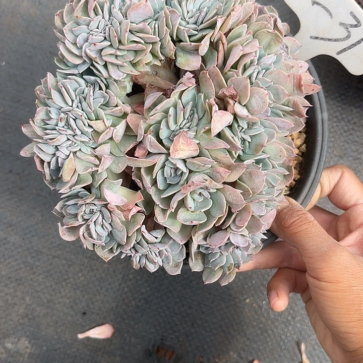 晨语多肉，一物一拍31海棠花缀