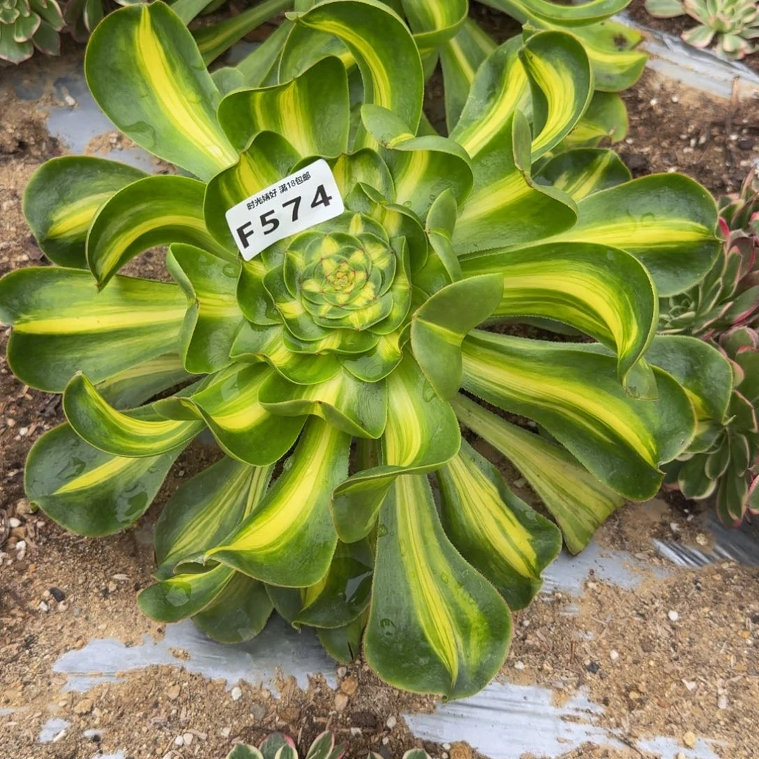 574暴君。多肉植物