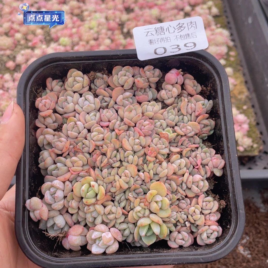 云糖心多肉植物39