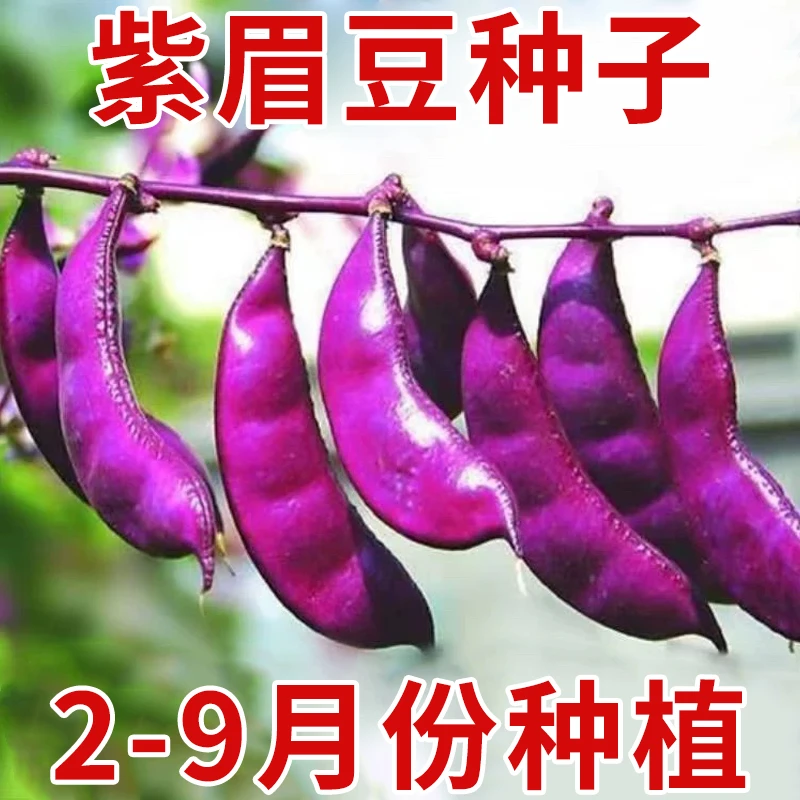 【紫眉豆种子】家庭种植阳台小院花园盆栽地栽四季种植易栽易活