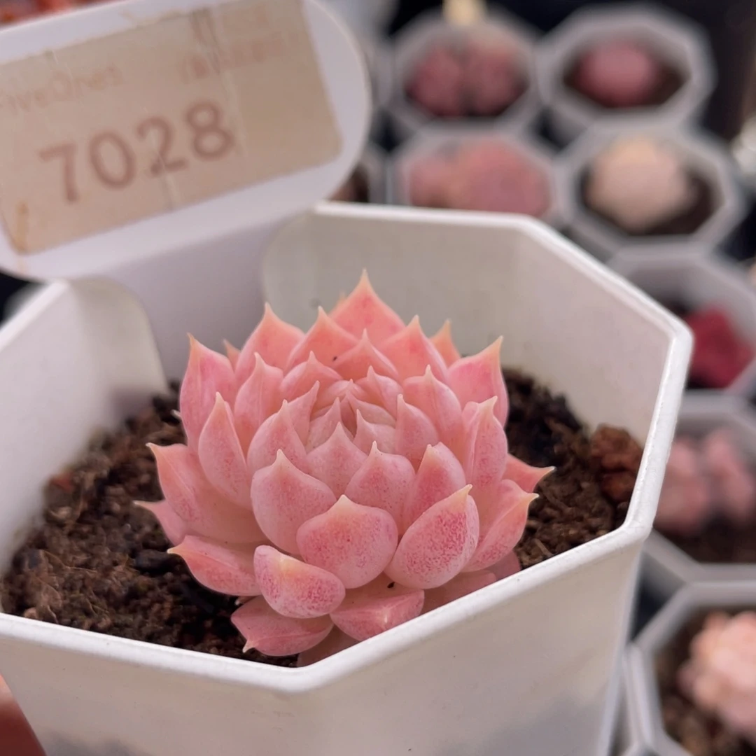 朱砂痣7028-3.0厘米