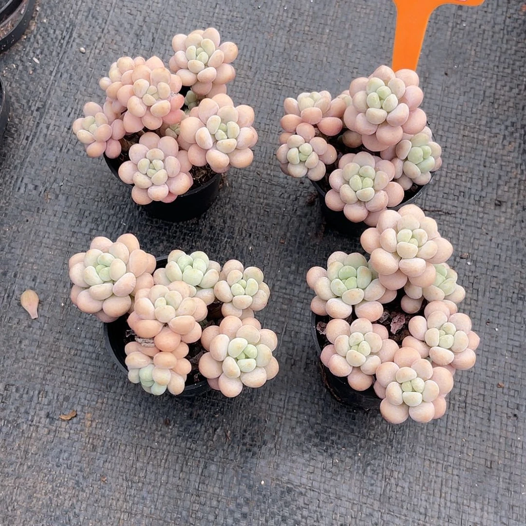耿***耿云尘多肉一物一拍926