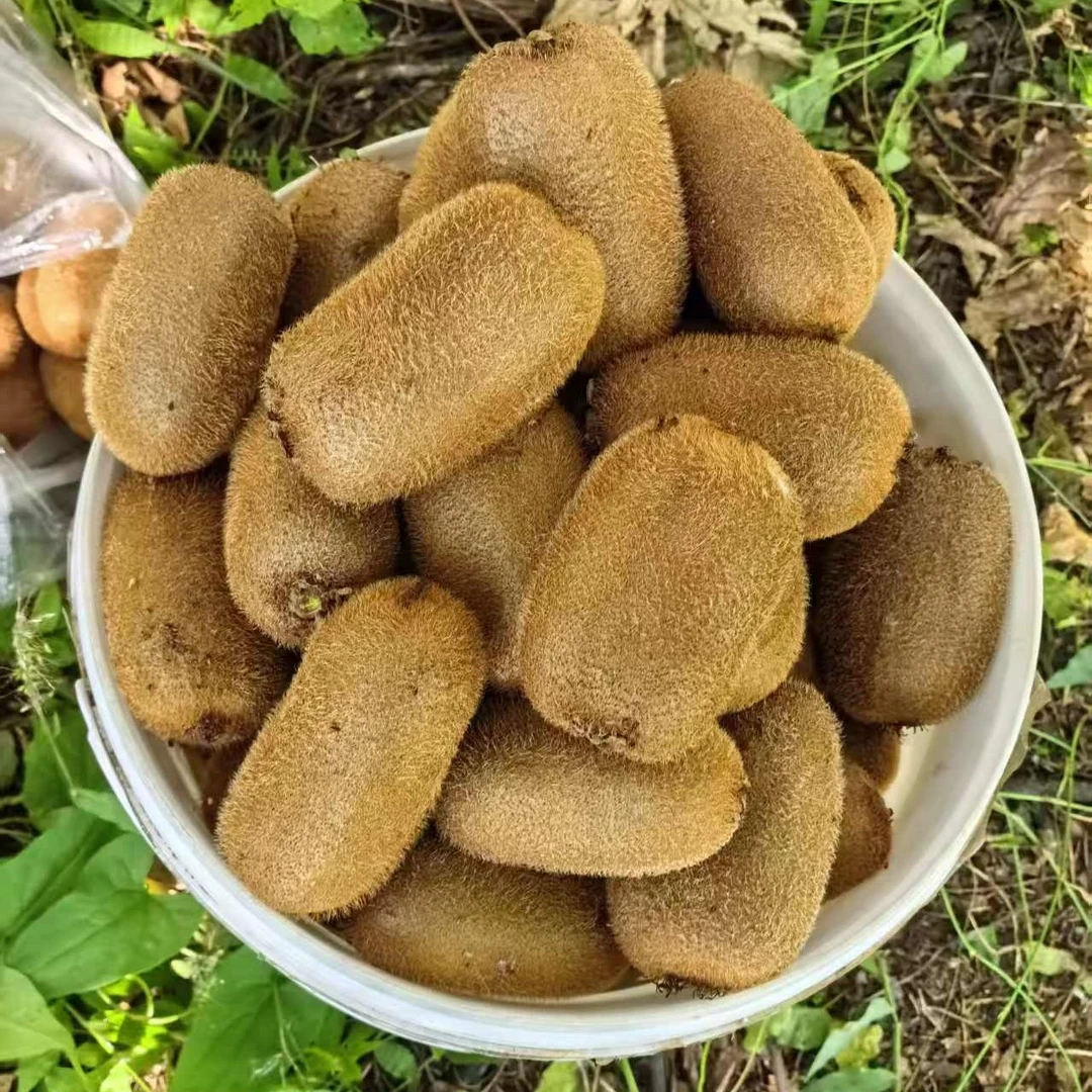 贵州修文老品种绿心猕猴桃纯天然无公害当季新鲜水果