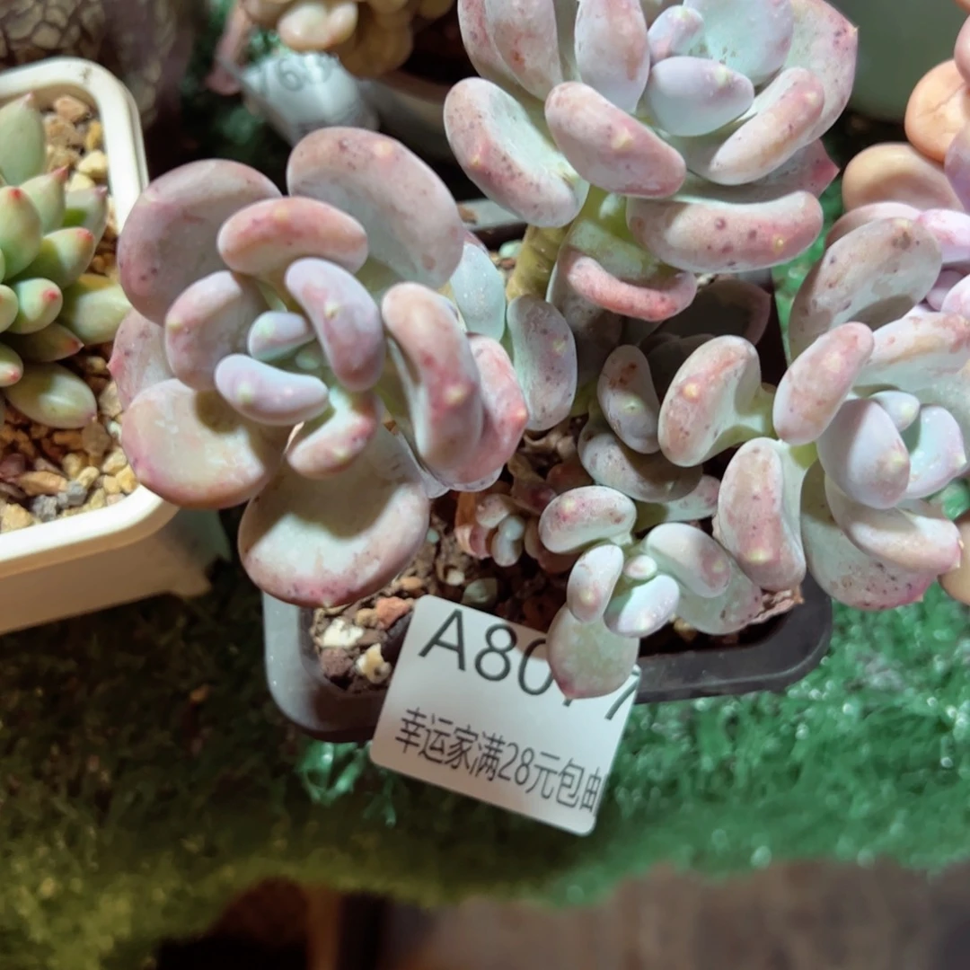 幸运的是我的朋友们都