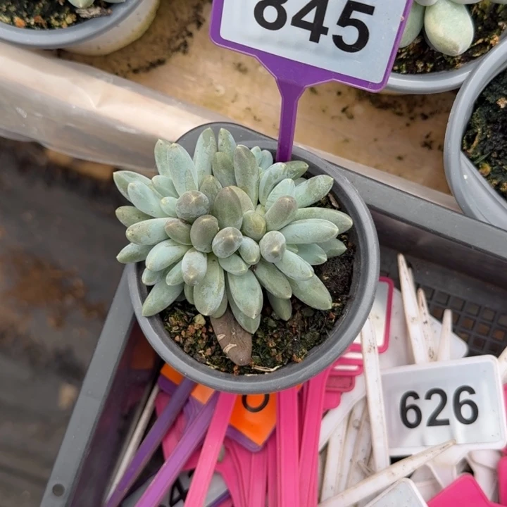 多肉植物乌拉奶845