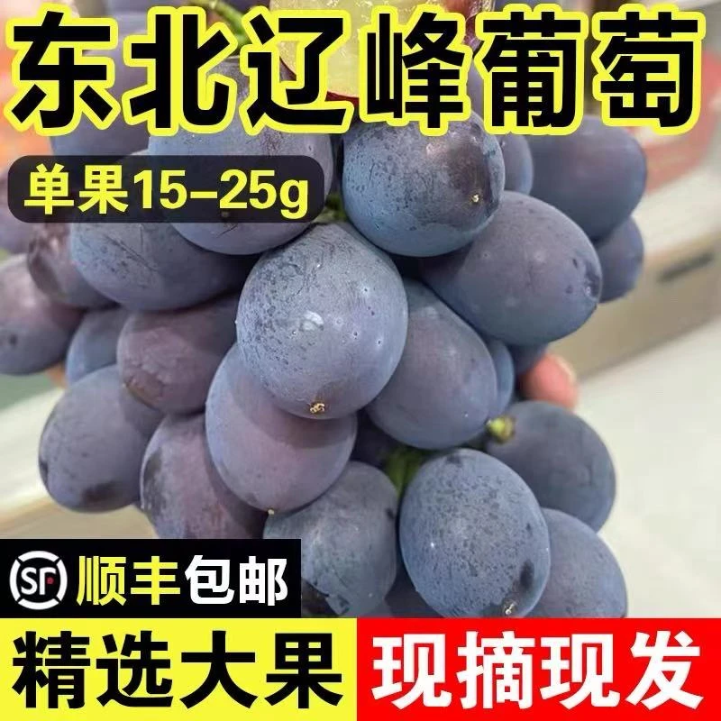 【新鲜现摘】辽峰葡萄精选大果新鲜巨甜带糖心 葡萄粒3/5斤 顺丰次日达包邮辽宁省