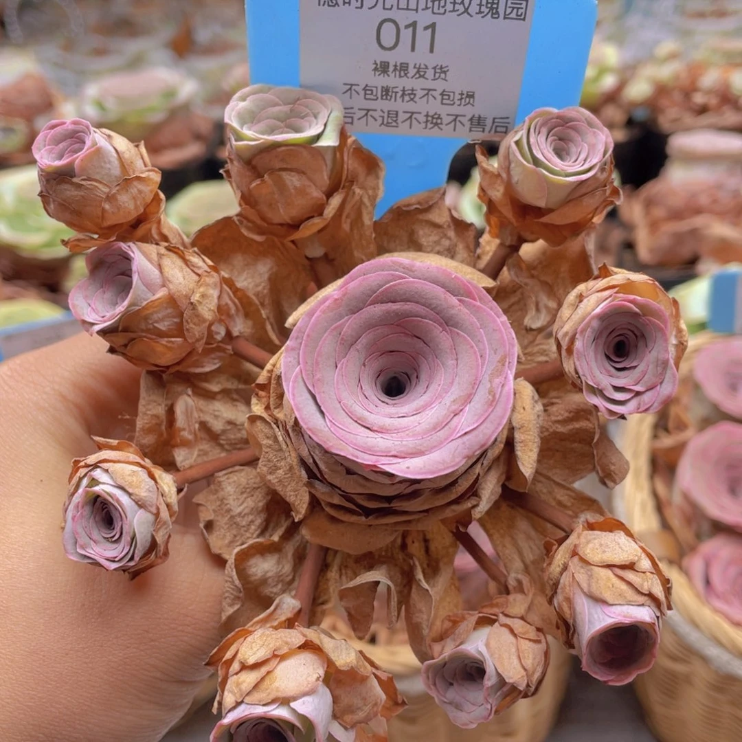 山地玫瑰011断枝不包损不售后