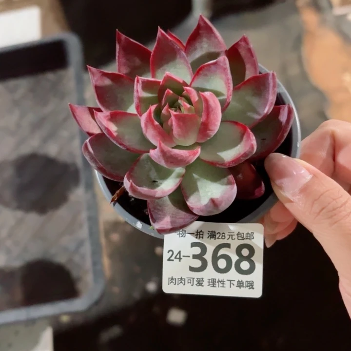 惊鸿无盆土发货无盆土发货