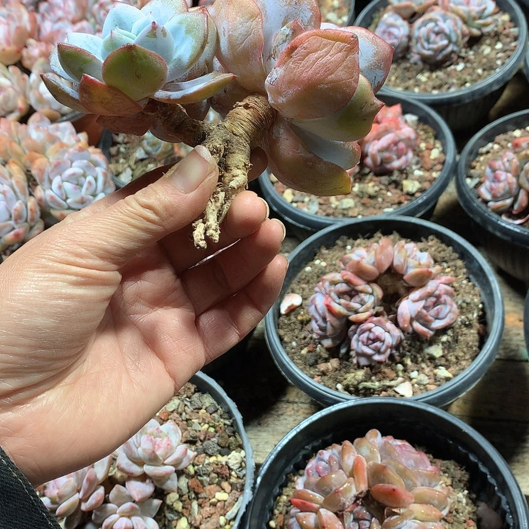 哈哈哈哈哈哈哈哈哈26