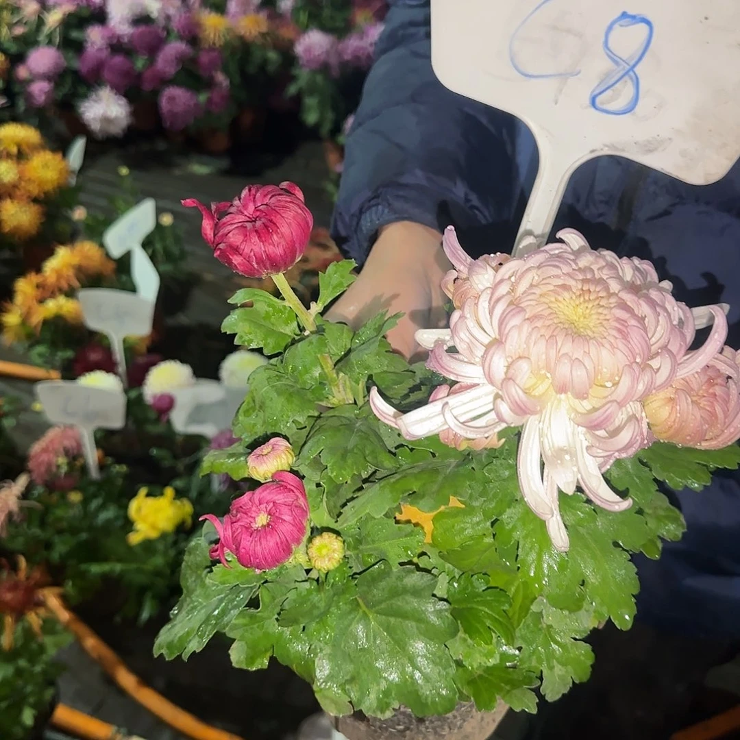 无花朵C8888888888