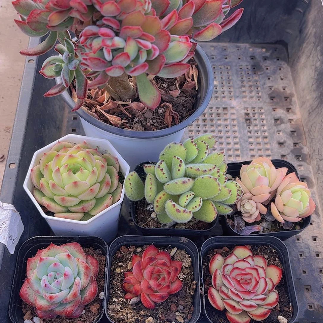 多肉446多肉植物