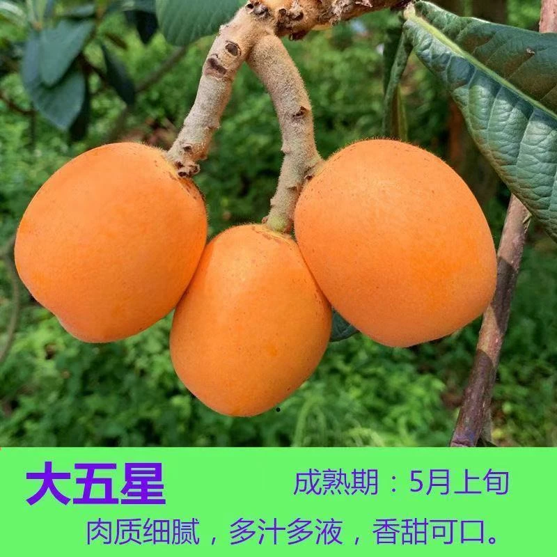 正宗龙泉大五星枇杷苗土球苗直播一物一不包成活枇杷树苗