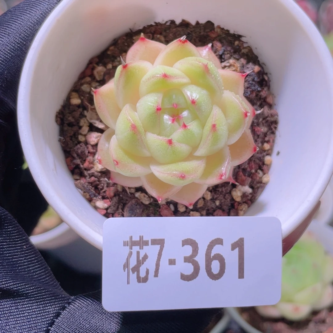 花利美7-361麦秆单头