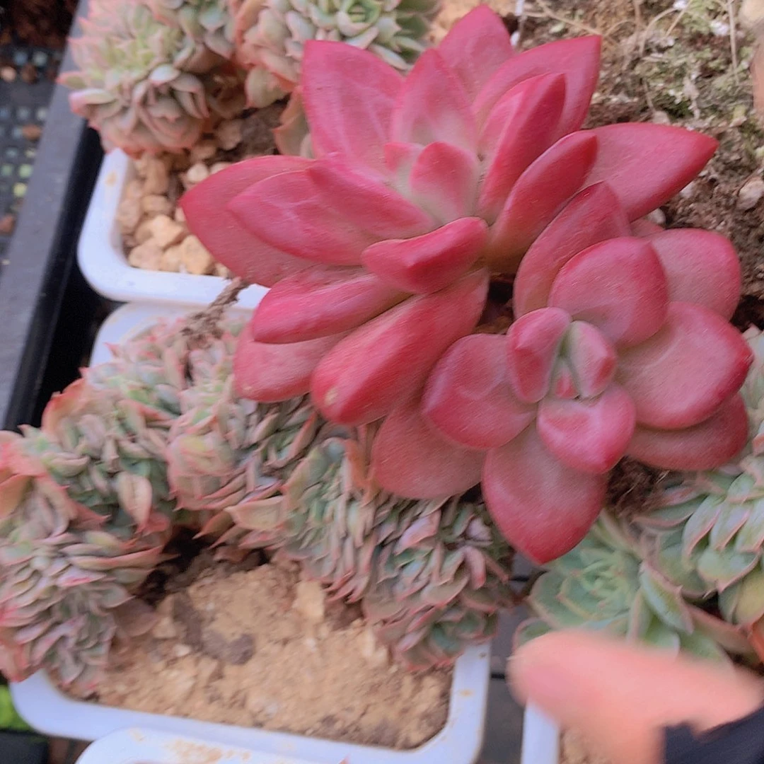 小双头赫菲一物一拍4567899000