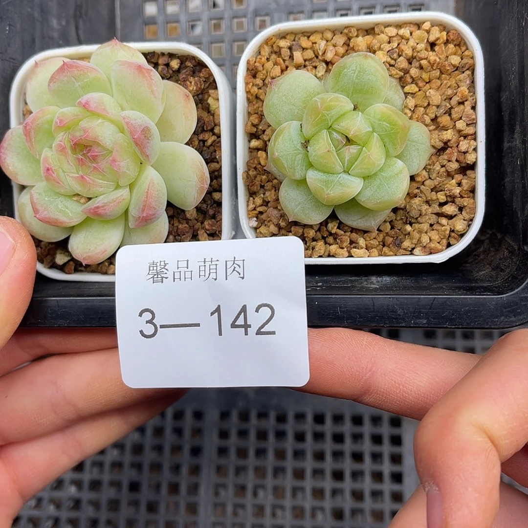 多肉一物一拍多肉3-142