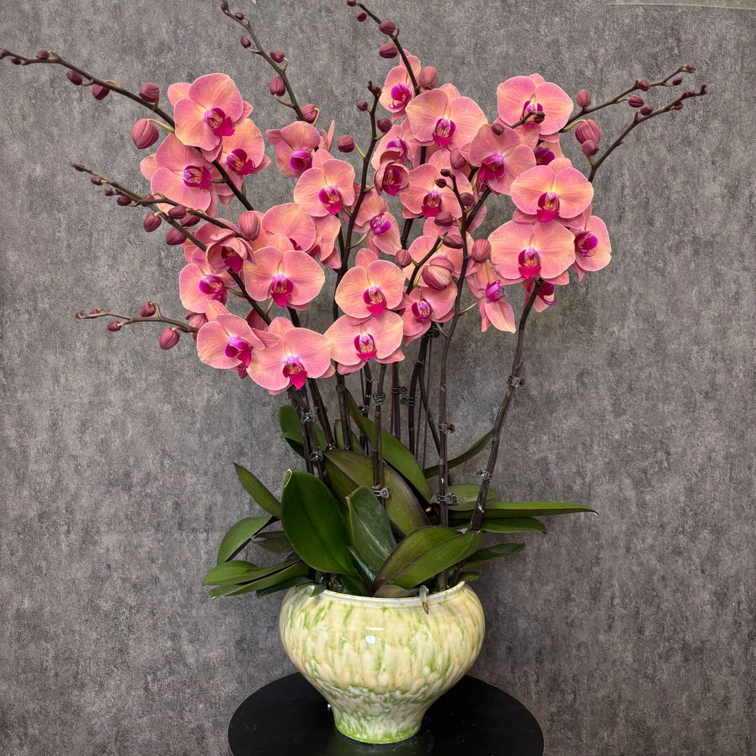 【欣欣向荣-蝴蝶兰】法式风 奶油风 北欧 鲜花 送礼装饰 室内观赏花