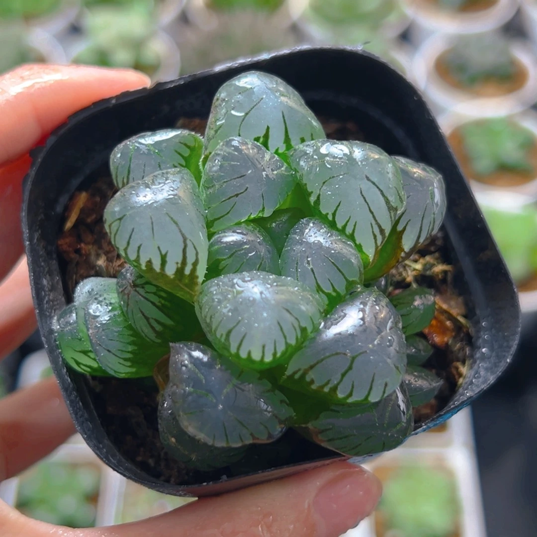 3822多肉植物一颗