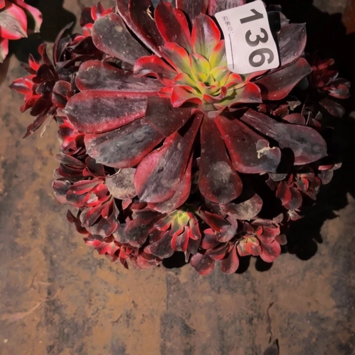 136黑金美杜莎多肉植物