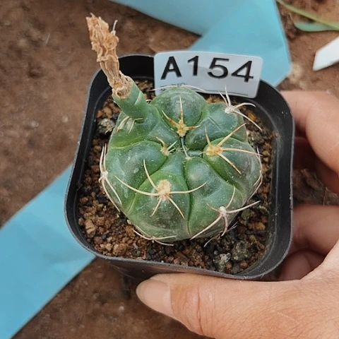 154清棚特价出售哦