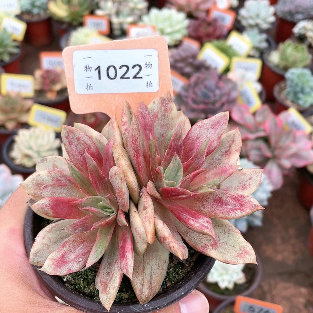 星****1022号多肉植物盆栽