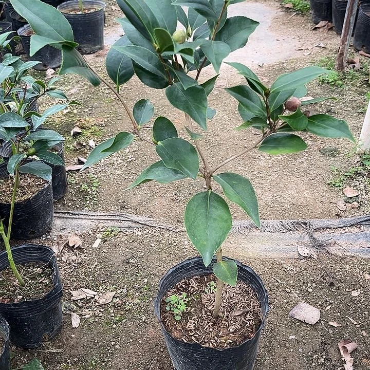 完全开放随单双墨