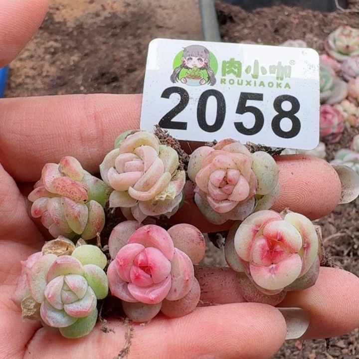 夏**颜多肉植物多肉植物