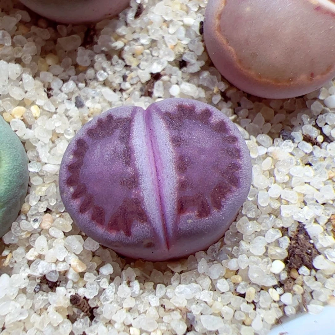 116 优秀的肉肉124