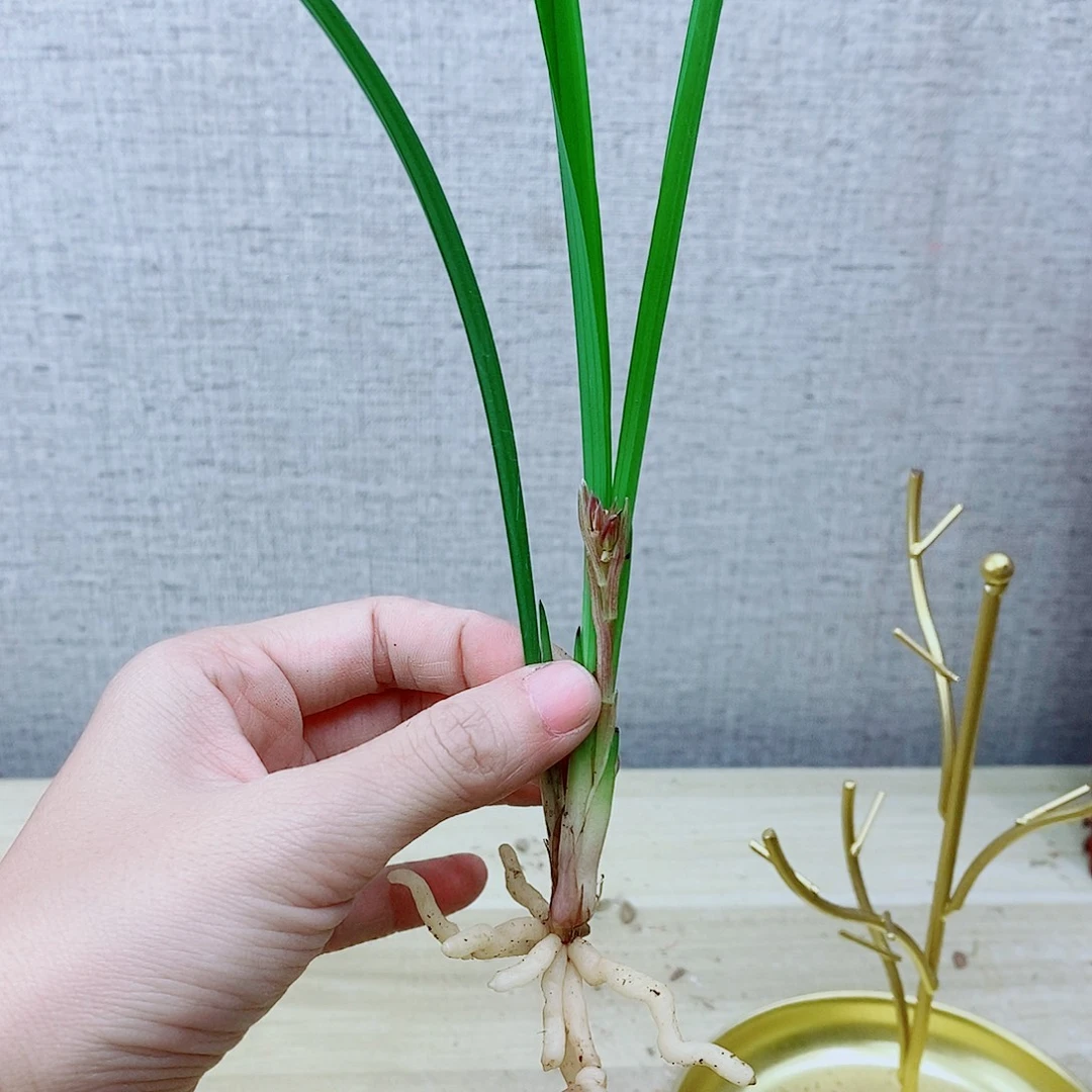 当前无花栽培后可以开花满