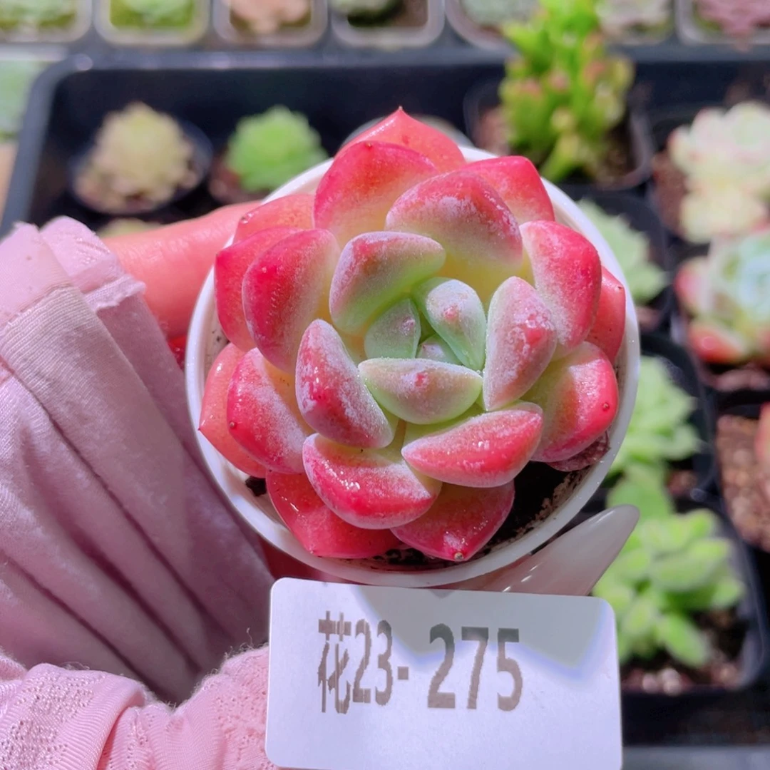 花利美23-275冰娃娃