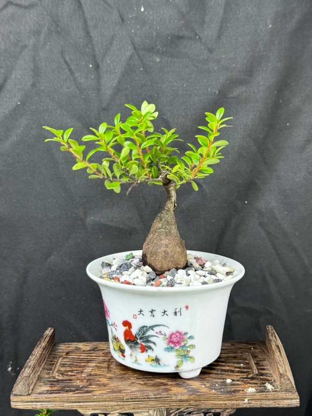 拇指桩微盆景掌中宝五翅梅树萝卜四季长青会开花会结果