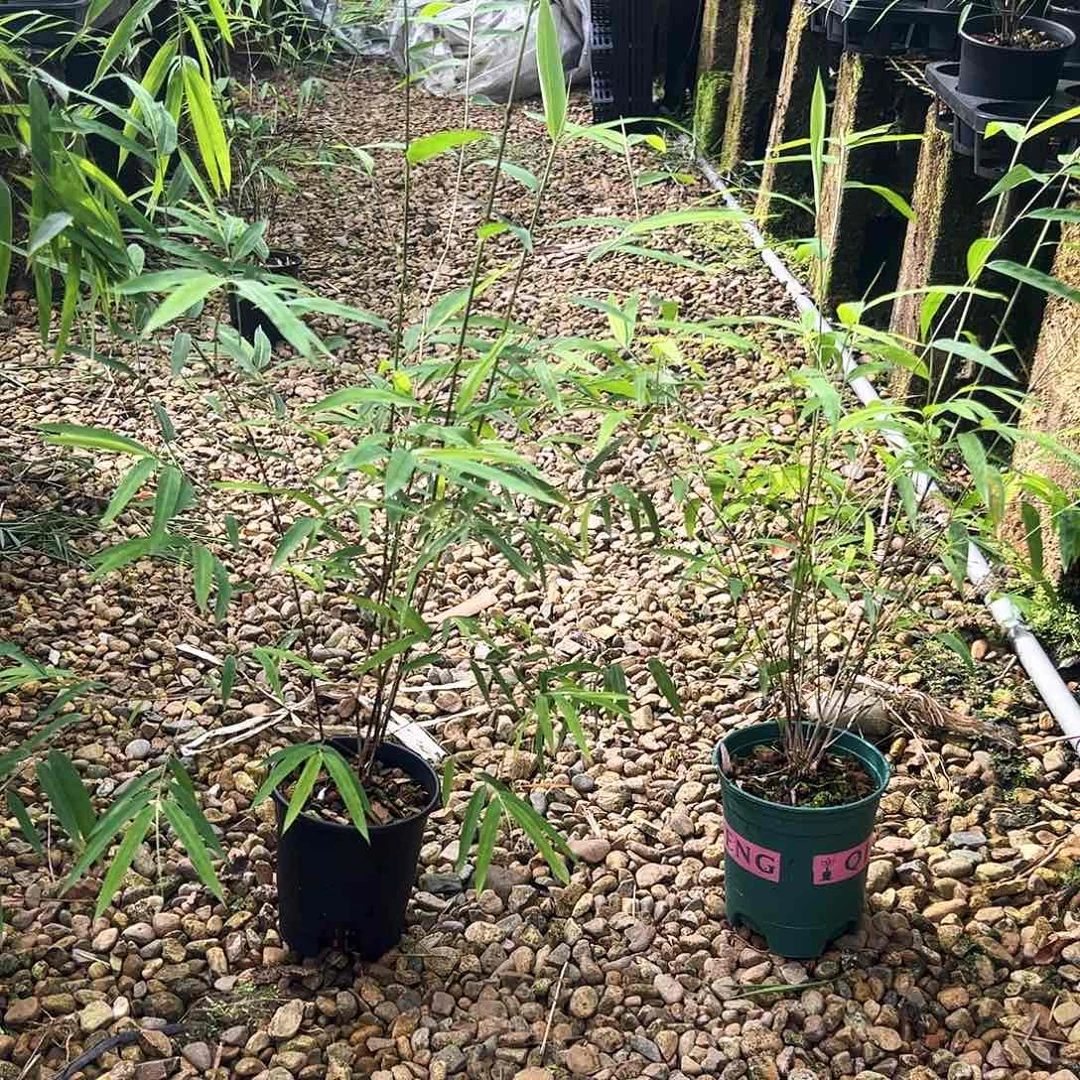 无花朵V***6内门竹2盆