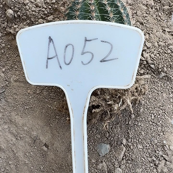 蹦****蹬A052,中国红瑕疵歪头