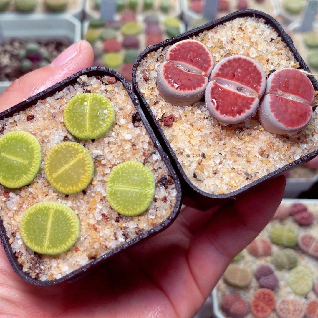 412号带盆包邮发货