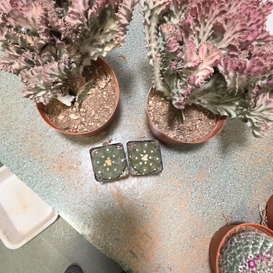 7***七4个组合谢谢谢谢谢谢谢