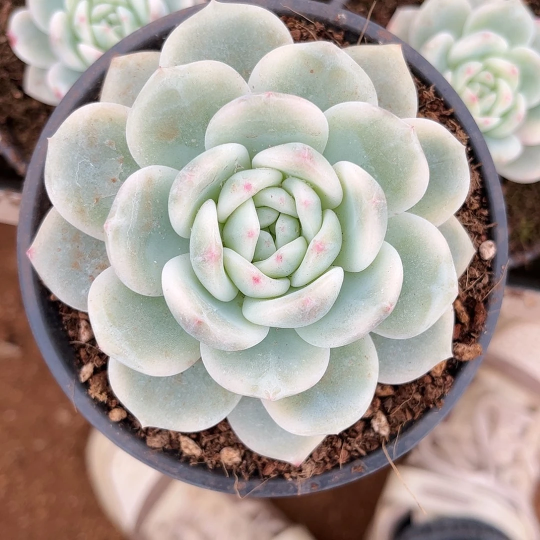 寄养链接的肉肉的