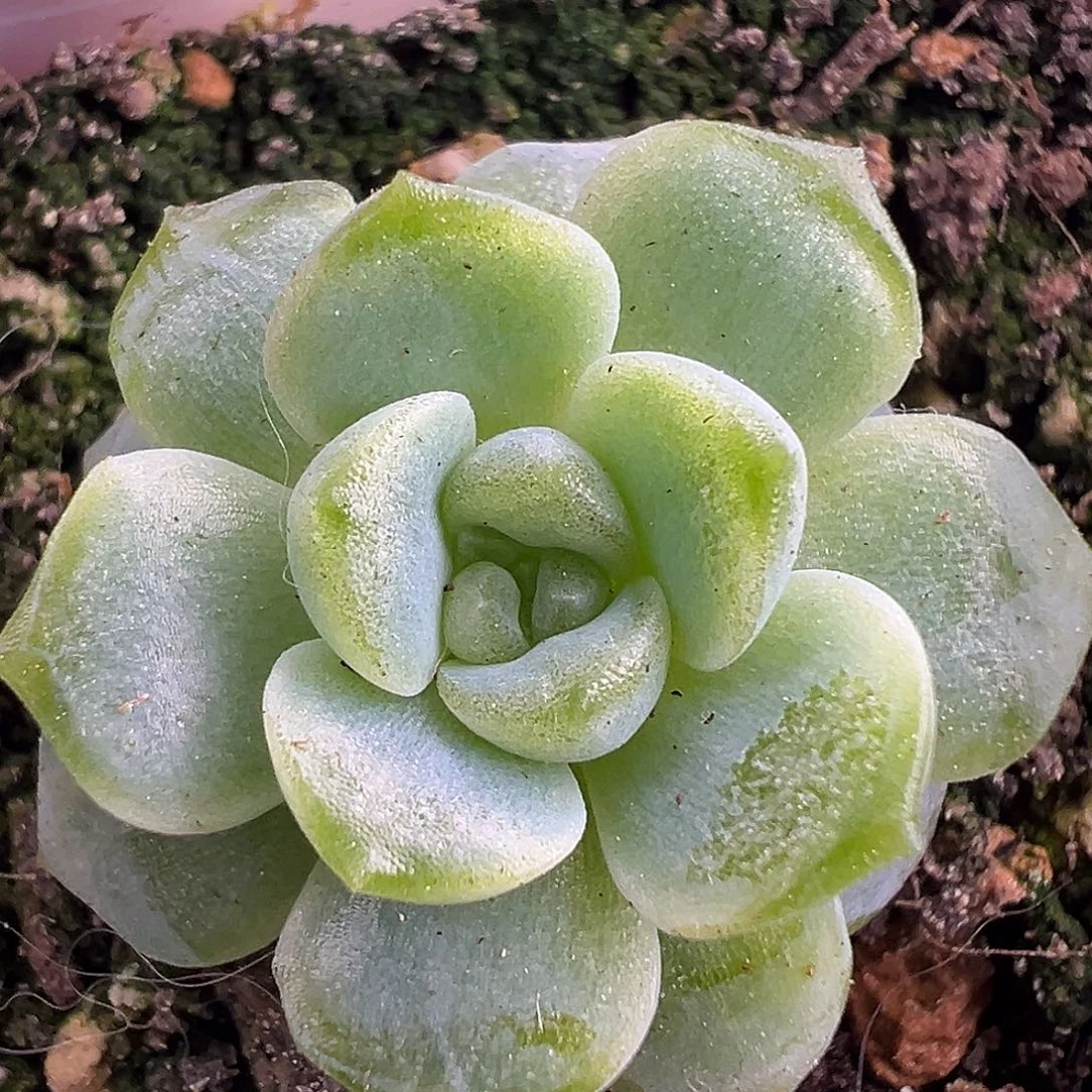 风花雪月灯。
