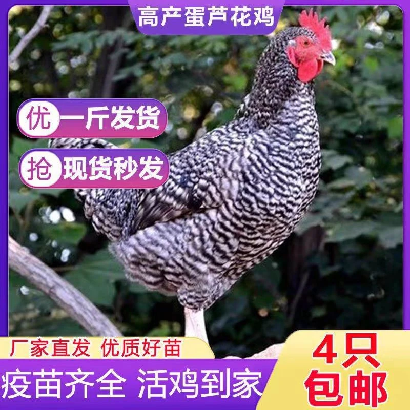 一斤左右黑芦花鸡试养3天绿壳蛋鸡散养土鸡农村笨鸡绿壳宠物鸡