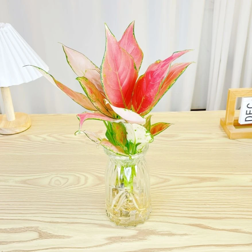 吉利红水培如意皇后室内盆栽植物发财树吸甲醛小绿植四季好养花卉