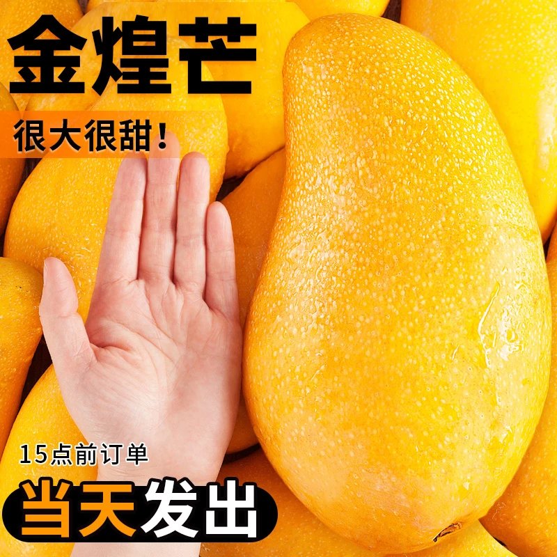 海南金煌芒芒果一级大果新鲜水果当季现摘黄皮水仙芒整箱包邮