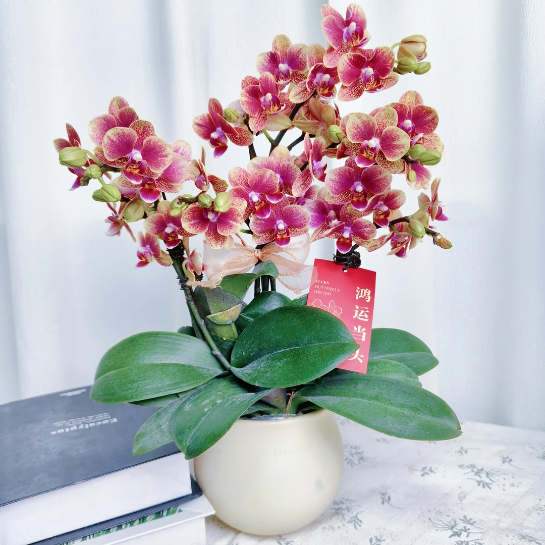 【金蝶】蝴蝶兰 稀有橘红色 经典款年宵花 高端绿植花卉 送礼送闺蜜