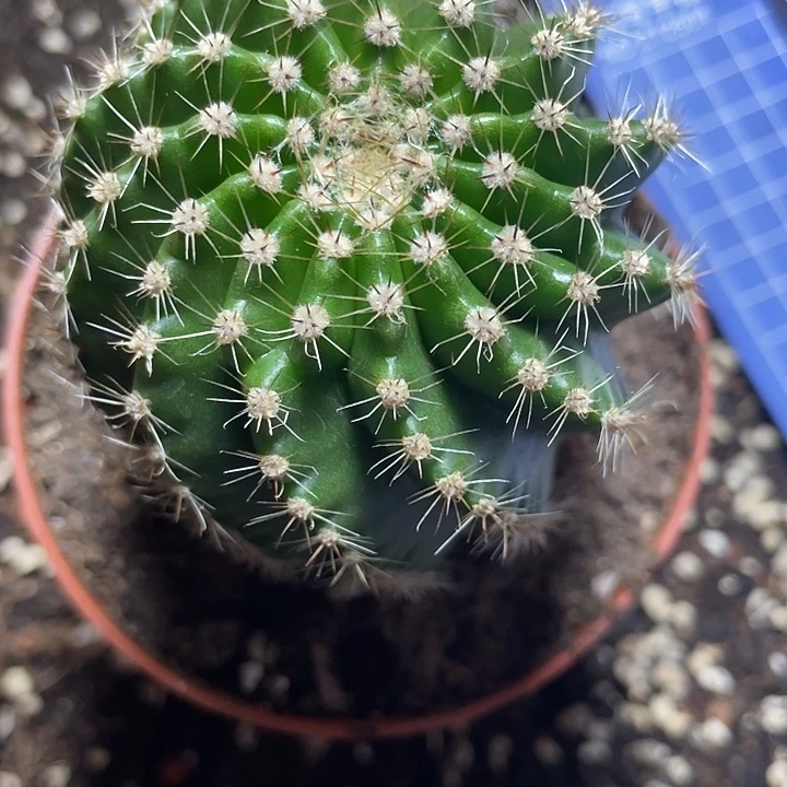 实生螺旋柱子彩草