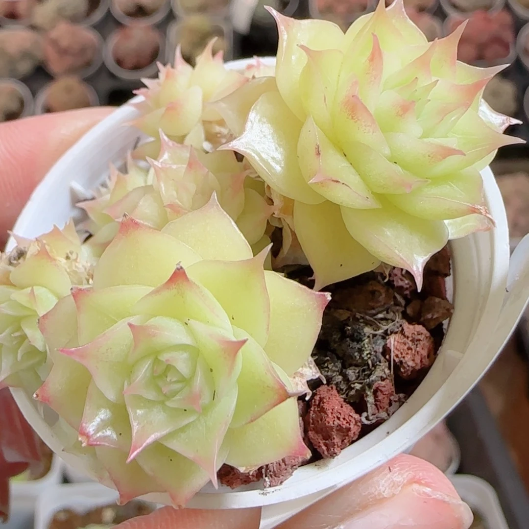 花语多肉0101-116散