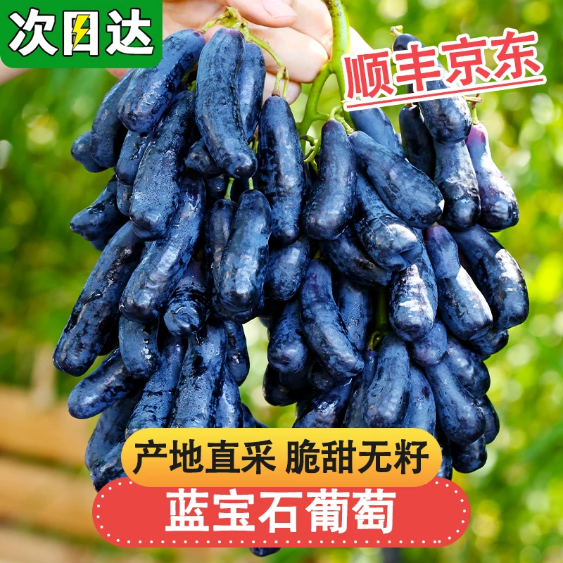 现货明日达【基地直采】TY云南蓝宝石葡萄新鲜当季水果金手指无籽黑提0.5-4斤云南省