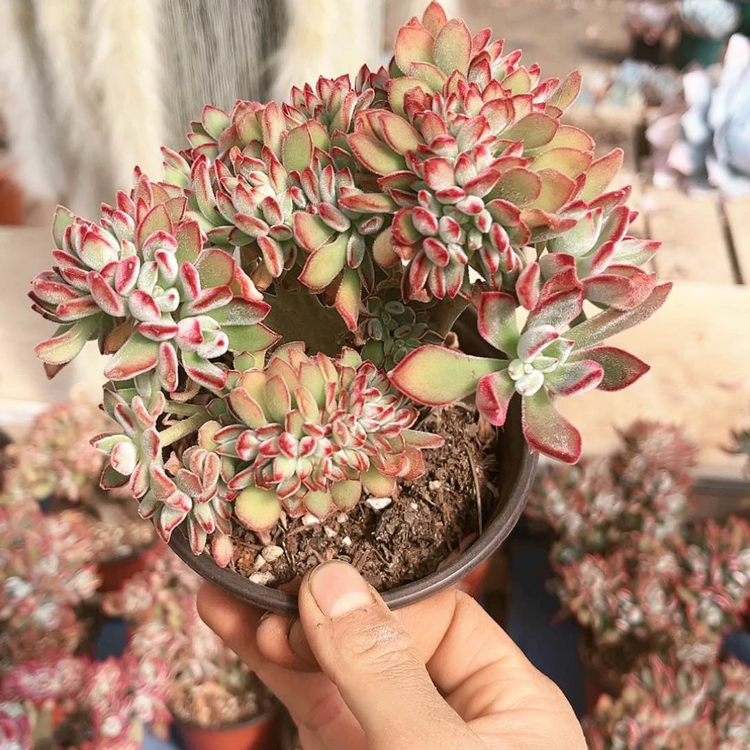 红兔儿9.99多肉植物