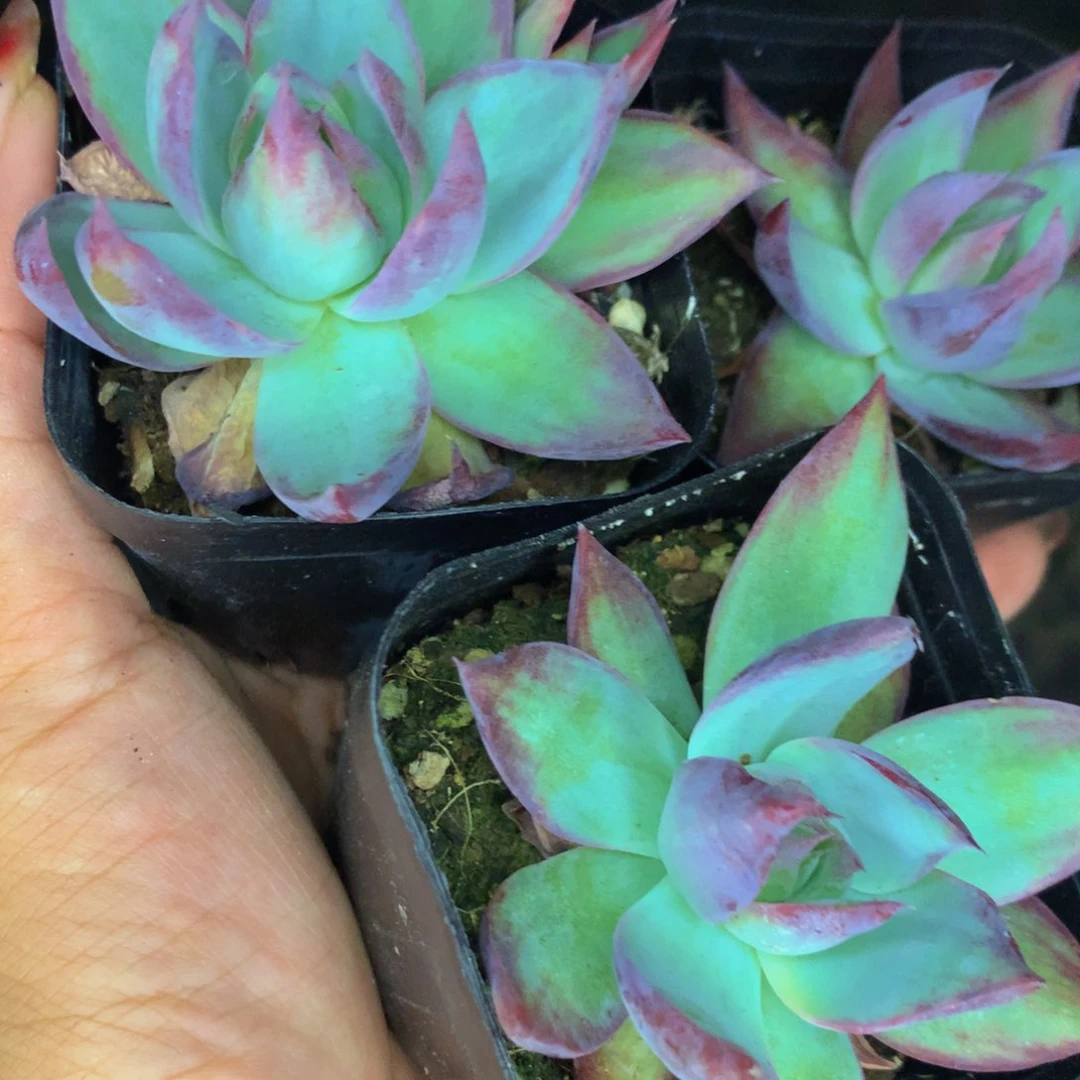 惊鸿仙子 3颗 特价 （满9.99包邮不满9.99发叶子）