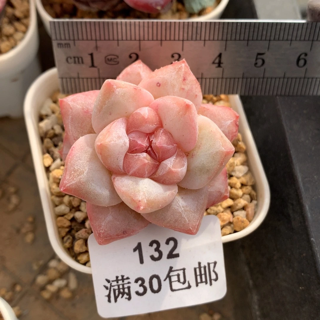 132。粉钻。糖心多肉。