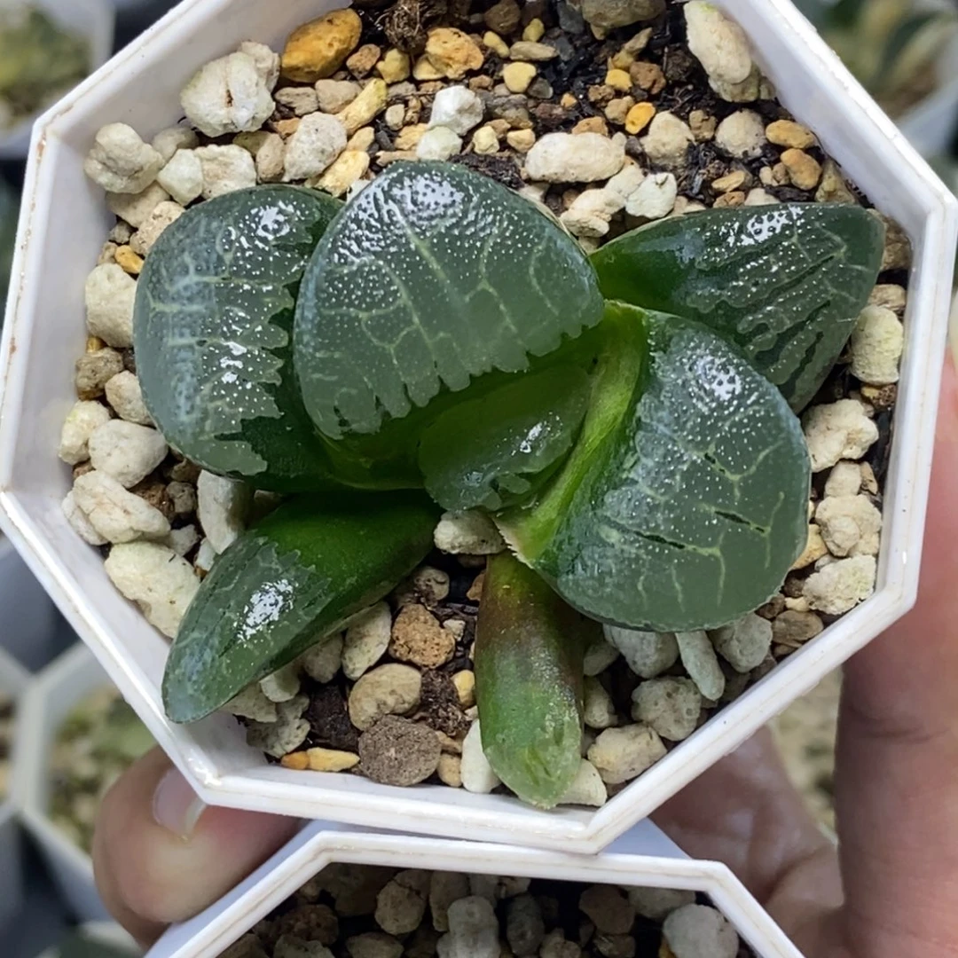 巨大化通灵宝玉一物一拍