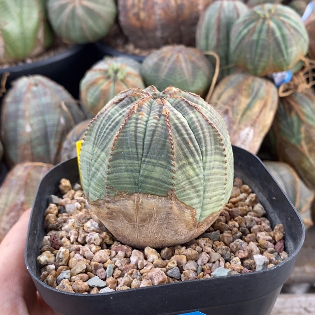 33欧系实生布纹球一物一拍