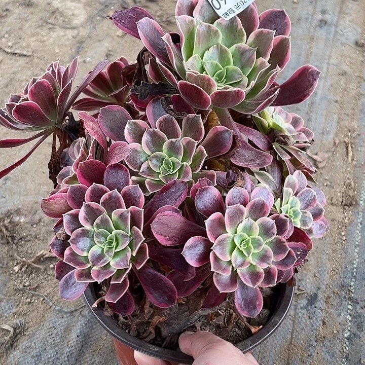 460金丝雀多肉植物法师