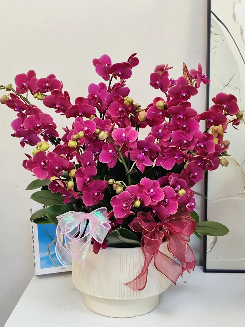 蝴蝶兰 【拉菲】真花 秋冬耐寒花卉 四季开花 花苞多 多样性发货